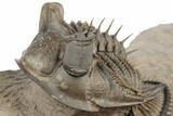 Tower Eyed Erbenochile Trilobite - Exceptional Specimen #194222-1
